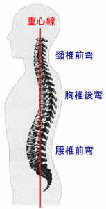 spine-16