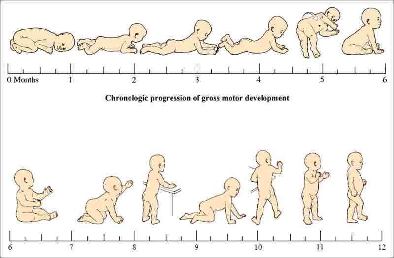 赤ちゃんの成長過程と体の使い方 杉並区浜田山 浜田山cazu整骨院