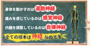 神経整体の解説を黒板風に表示した画像。体の不調と神経伝達の関係を解説